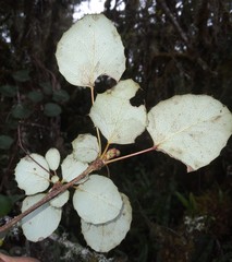 Berberis agapatensis