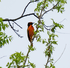 Icterus bullockii × galbula