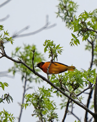 Icterus bullockii × galbula