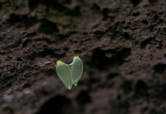 Gloeomucro dependens