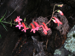 Penstemon miniatus
