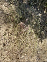 Muhlenbergia microsperma
