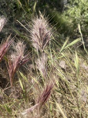 Muhlenbergia microsperma