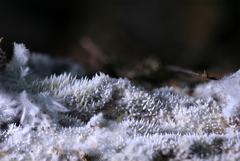 Hydnocristella himantia