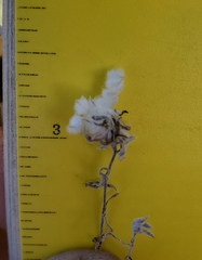 Stylocline micropoides