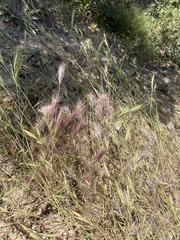 Muhlenbergia microsperma