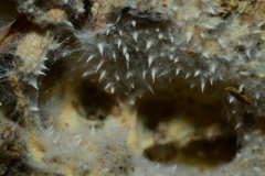 Hydnocristella himantia