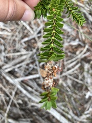 Melaleuca sparsa