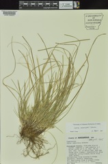Carex reznicekii