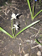 Puschkinia scilloides