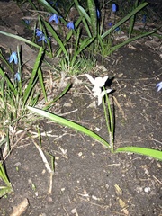 Puschkinia scilloides