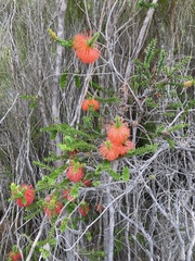 Melaleuca sparsa