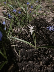 Puschkinia scilloides