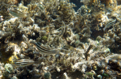 Scarus iseri