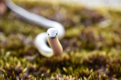 Rhinoplocephalus bicolor