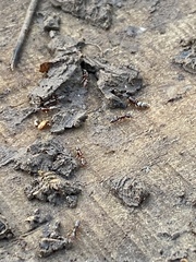 Ponera pennsylvanica