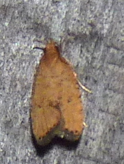 Psilocorsis quercicella