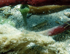 Coryphopterus glaucofraenum