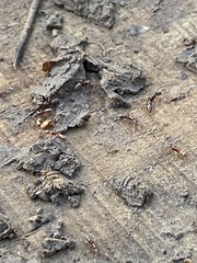 Ponera pennsylvanica