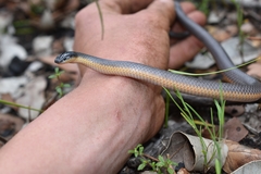 Rhinoplocephalus bicolor