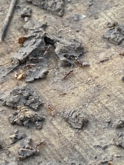 Ponera pennsylvanica