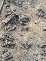 Ponera pennsylvanica