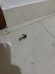 Tarsoporosus macuira