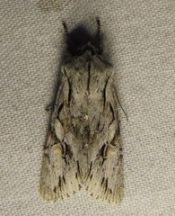Egira crucialis