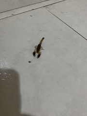 Tarsoporosus macuira