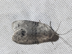 Polygrammate cadburyi