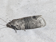 Polygrammate cadburyi