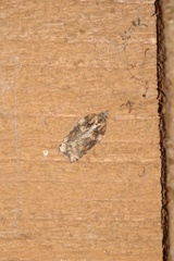 Acleris maccana
