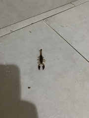 Tarsoporosus macuira