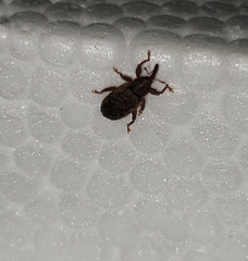 Dorytomus brevicollis