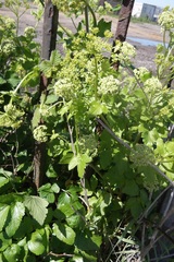 Smyrnium olusatrum