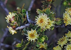 Baccharis magellanica
