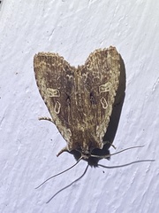 Lithophane hemina