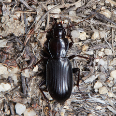 Pterostichus protensiformis