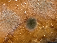 Eurotiomycetes