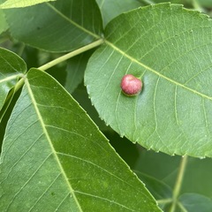 Phylloxera caryaeglobuli