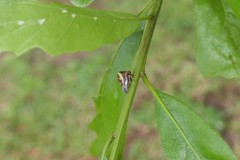 Smilia camelus