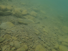 Opsariichthys pachycephalus