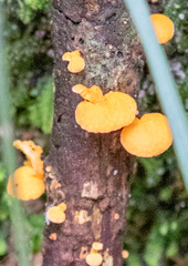 Heterotextus miltinus