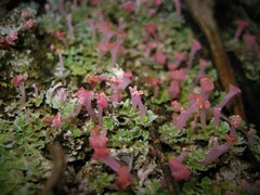 Phyllobaeis imbricata