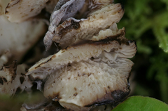 Neohygrocybe