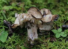 Neohygrocybe