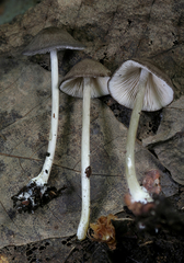 Trichopilus