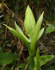 Gomphichis plantaginifolia
