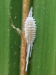 Laminicoccus flandersi