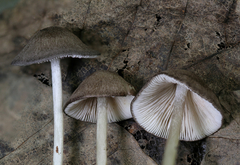 Trichopilus